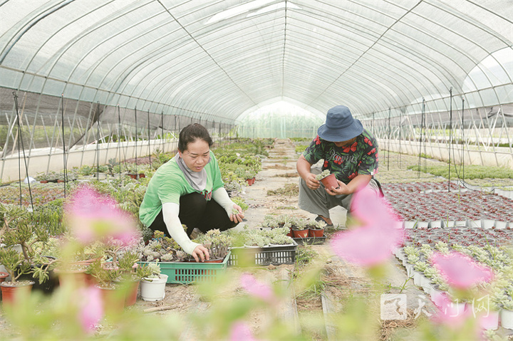 多肉植物绽放“美丽经济”